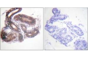 Immunohistochemistry (IHC) image for anti-Histone Deacetylase 3 (HDAC3) (AA 379-428) antibody (ABIN2888844) (HDAC3 Antikörper  (AA 379-428))
