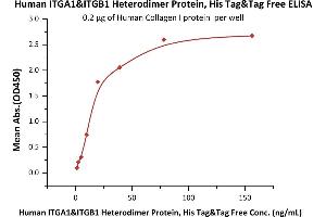 Immobilized Human Collagen I protein at 2 μg/mL (100 μL/well) can bind Human ITGA1&ITGB1 Heterodimer Protein, His Tag&Tag Free (ABIN6933638,ABIN6938826) with a linear range of 1-20 ng/mL (QC tested). (Integrin, Alpha1, Beta1 (AA 29-1141) (Active) protein (His tag))