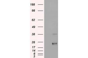 Western Blotting (WB) image for anti-Oncostatin M (OSM) (AA 25-252) antibody (ABIN1491278) (Oncostatin M Antikörper  (AA 25-252))