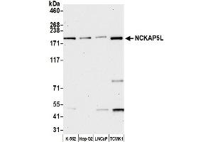 anti-NCK-Associated Protein 5-Like (NCKAP5L) (AA 1025-1075) antibody