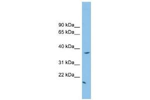 FKBPL antibody used at 1 ug/ml to detect target protein. (FKBPL Antikörper  (N-Term))