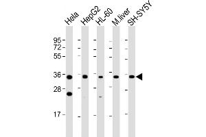 All lanes : Anti-ADORA3 Antibody (C-Term) at 1:2000 dilution Lane 1: Hela whole cell lysate Lane 2: HepG2 whole cell lysate Lane 3: HL-60 whole cell lysate Lane 4: mouse liver lysate Lane 5: SH-SY5Y whole cell lysate Lysates/proteins at 20 μg per lane. (Adenosine A3 Receptor Antikörper  (AA 202-232))