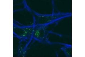 GABARAP antibody testing of mouse MEFs and mouse motor neurons. (GABARAP Antikörper  (AA 1-30))