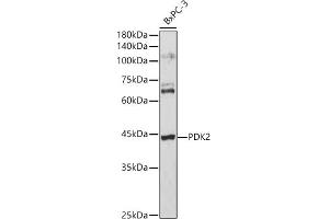 Western blot analysis of extracts of BxPC-3 cells, using PDK2 antibody (ABIN1681304, ABIN3018413, ABIN3018414 and ABIN6220461) at 1:3000 dilution. (PDK2 Antikörper  (AA 128-407))