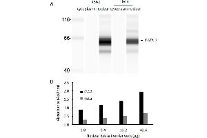 Transcription factor activity assay of GATA-2 from nuclear extracts of K562 cells or HeLa cells. (GATA2 ELISA Kit)