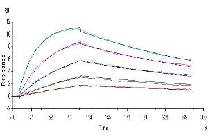 Surface Plasmon Resonance (SPR) image for Interleukin 18 Receptor 1 (IL18R1) (AA 19-329) protein (His-Avi Tag) (ABIN7274978)