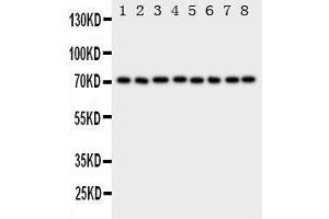 Western Blotting (WB) image for anti-Heat Shock 70kDa Protein 8 (HSPA8) (AA 563-582), (C-Term) antibody (ABIN3044192) (Hsc70 Antikörper  (C-Term))