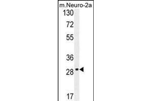 OR9Q1 Antibody (C-term) (ABIN654850 and ABIN2844515) western blot analysis in mouse Neuro-2a cell line lysates (35 μg/lane).