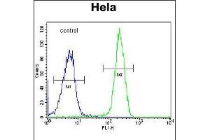 Flow cytometric analysis of Hela cells (right histogram) compared to a negative control cell (left histogram). (Foxk1 Antikörper  (C-Term))