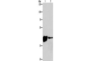 Western Blotting (WB) image for anti-Mitogen-Activated Protein Kinase 11 (MAPK11) antibody (ABIN2826394) (MAPK11 Antikörper)