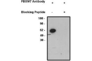 Image no. 1 for anti-F-Box and WD Repeat Domain Containing 7 (FBXW7) antibody (ABIN4620357) (FBXW7 Antikörper)