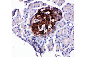 Anti-WISP1 antibody, IHC(P) IHC(P): Rat Pancreas Tissue (WISP1 Antikörper  (C-Term))
