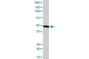 Western Blotting (WB) image for anti-Eukaryotic Translation Initiation Factor 2, Subunit 2 Beta, 38kDa (EIF2S2) (AA 1-100) antibody (ABIN522380)