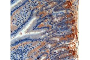Used in DAB staining on fromalin fixed paraffin- embedded intestine tissue (Angiopoietin 4 Antikörper  (AA 36-297))