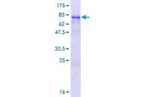 RBM23 Protein (AA 1-424) (GST tag)