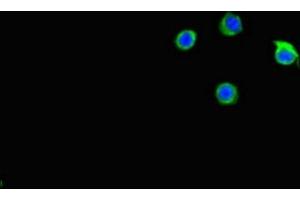 Immunofluorescent analysis of Hela cells using ABIN7146159 at dilution of 1:100 and Alexa Fluor 488-congugated AffiniPure Goat Anti-Rabbit IgG(H+L) (C2CD3 Antikörper  (AA 2079-2265))