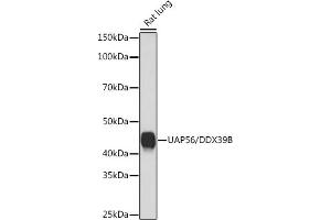 Western blot analysis of extracts of Rat lung, using U/DDX39B Rabbit mAb (ABIN7266696) at 1:1000 dilution. (DDX39B Antikörper)