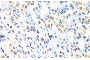 Immunohistochemistry of paraffin-embedded Rat kidney using RUNX1 Polyclonal Antibody at dilution of 1:100 (40x lens). (RUNX1 Antikörper)