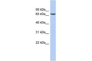 WB Suggested Anti-LRRTM4 Antibody Titration:  0. (LRRTM4 Antikörper  (Middle Region))