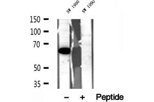Western blot analysis of extracts of SW 1990 cells, using QSOX1 antibody. (QSOX1 Antikörper  (Internal Region))