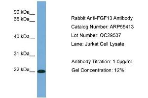 WB Suggested Anti-FGF13  Antibody Titration: 0. (FGF13 Antikörper  (Middle Region))
