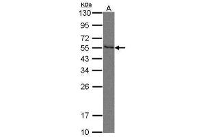 WB Image Sample(30 μg of whole cell lysate) A:293T 10% SDS PAGE antibody diluted at 1:500 (PVRL2 Antikörper  (Center))