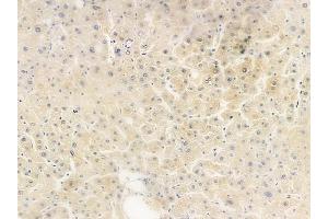 anti-Carboxypeptidase Z (CPZ) (Internal Region) antibody