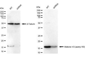 Western blotting analysis using Histone H3 (acetyl K9) antibody (ABIN7798973).