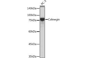 Western blot analysis of extracts of PC-3 cells, using Calmegin Rabbit mAb (ABIN7266026) at 1:1000 dilution. (Calmegin Antikörper)