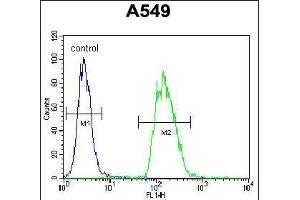 TRIM43 Antibody (Center) (ABIN655464 and ABIN2844991) flow cytometric analysis of A549 cells (right histogram) compared to a negative control cell (left histogram). (TRIM43 Antikörper  (AA 136-164))