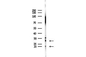 anti-THO Complex 4 (THOC4) (Internal Region) antibody