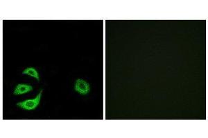 Immunofluorescence (IF) image for anti-Acyl-CoA Thioesterase 8 (ACOT8) (Internal Region) antibody (ABIN1850686) (ACOT8 Antikörper  (Internal Region))