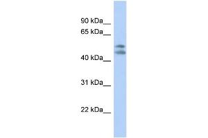 WB Suggested Anti-PAFAH1B1 Antibody Titration: 0.