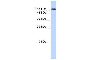CNTNAP1 antibody used at 1 ug/ml to detect target protein. (CNTNAP1 Antikörper  (N-Term))