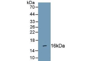 Detection of Recombinant SEMA3C, Human using Polyclonal Antibody to Semaphorin 3C (SEMA3C)