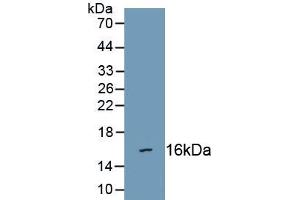 Detection of Recombinant SEMA3C, Human using Polyclonal Antibody to Semaphorin 3C (SEMA3C) (SEMA3C Antikörper  (AA 28-150))