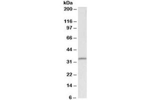 Western blot testing of HEK293 lysate with Fibrillarin antibody at 0. (Fibrillarin Antikörper)