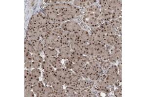 Immunohistochemical staining of human pancreas with LAGE3 polyclonal antibody  shows strong nuclear positivity in exocrine glandular cells at 1:50-1:200 dilution.