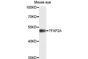 Western blot analysis of extracts of mouse eye cells，using TFAP2A antibody. (TFAP2A Antikörper)