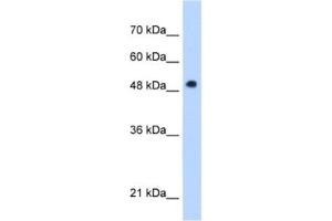 Western Blotting (WB) image for anti-Patatin-Like phospholipase Domain Containing 3 (PNPLA3) antibody (ABIN2463236) (PNPLA3 Antikörper)