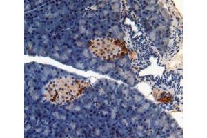 IHC-P analysis of pancreas tissue, with DAB staining. (PON1 Antikörper  (AA 187-354))