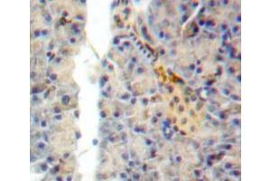 Used in DAB staining on fromalin fixed paraffin-embedded pancreas tissue (SEMA7A Antikörper  (AA 318-566))