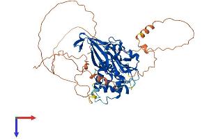 AlphaFold protein structure predicition of Mouse Recombinant Usp17la Protein, UniprotID Q61068 (Usp17la Protein (AA 1-526) (His tag))