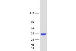 Validation with Western Blot (MBP/MBL Protein (Myc-DYKDDDDK Tag))