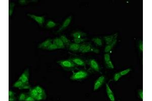 Immunofluorescent analysis of Hela cells using ABIN7163409 at dilution of 1:100 and Alexa Fluor 488-congugated AffiniPure Goat Anti-Rabbit IgG(H+L) (PHAX Antikörper  (AA 6-243))