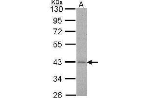 WB Image Sample (30 ug of whole cell lysate) A: Hela 10% SDS PAGE Alpha-2C adrenergic receptor antibody antibody diluted at 1:1000 (ADRA2C Antikörper  (C-Term))