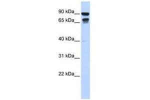 Image no. 1 for anti-Male-Specific Lethal 3 Homolog (MSL3) (N-Term) antibody (ABIN6740626) (MSL3 Antikörper  (N-Term))