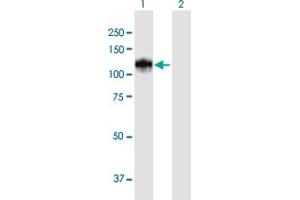 Western Blot analysis of CUL4B expression in transfected 293T cell line by CUL4B MaxPab polyclonal antibody. (Cullin 4B Antikörper  (AA 1-913))