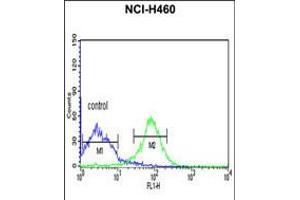 Flow cytometric analysis of NCI-H460 cells (right histogram) compared to a negative control cell (left histogram). (FKBP14 Antikörper  (N-Term))