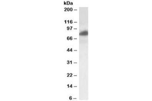 Western blot testing of HeLa lysate with RAB11FIP1 antibody at 0. (RAB11FIP1 Antikörper)